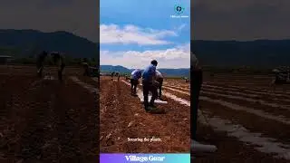 These Farmers are Wrapping Their Field in Plastic! #farming #agriculture #weirdbutcool #diy