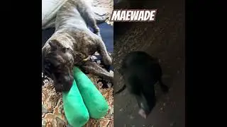 Ее зовут Биззи.