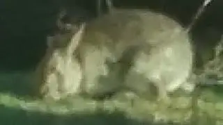 Rabbit With A Missing Partial Ear