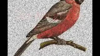 Der Falke - Ich bin gut zu V&ouml;geln