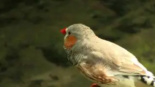 Zebra Finch (Taeniopygia guttata) / Zebrafink
