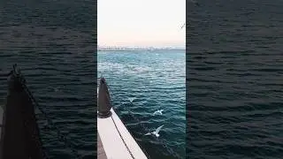 beautiful qatar sea view #shorts #nature #shorts #shortvideo #shortsvideo