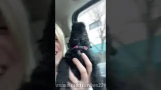 Scottish Terrier 🐕✨ Dog TikTok #tiktok #shorts #animals #dog #scottishterrier #fyp