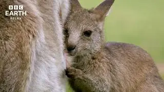 Nature&rsquo;s Quiet Connections | ASMR Wildlife & Natural Soundscapes | BBC Earth Relax