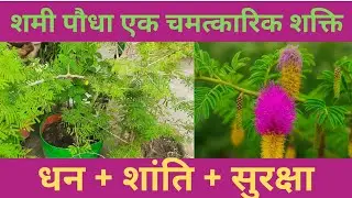 शमी के पौधे को कब, कहाँ और किस दिशा में लगाएं ?शमी को घर में लगाने के चमत्कारी फायदे | #Shami Plant
