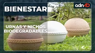 Urnas y nichos ecol&oacute;gicos donde pueden crecer &aacute;rboles