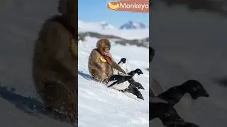 Monkeyo Joins Penguins for Ice Slide Adventure 🐒❄️🐧 #Penguin #animals #SnowFun #Shorts #monkey #cute