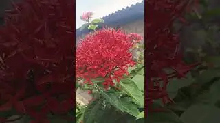Beautiful Red Flowers ❤️