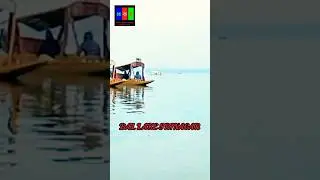 DAL LAKE #DalLakeSrinagar #DalLake #Kashmir #Shorts