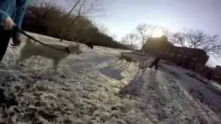 Brother and Sister Huskies with GoPro visit Dog Run in Brooklyn