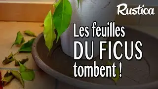 Mon ficus perd ses feuilles !