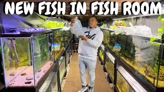 I Bought My Favorite Aquarium Fish!