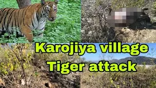 Karojiya village tiger attack