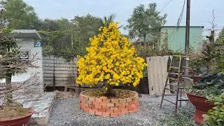 12/12 chính thức xuống lá siêu bông HM chơi tết xem cây giống nở rộ tưng bừng 12/12/2025