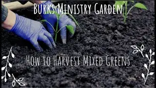 How to Harvest Mixed Winter Greens