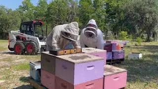 We worked at a commercial apiary for a day!  Beekeeping 101