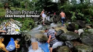 INDONESIAN SALMON HARVEST SEASON THOUSANDS OF FISH LAY EGG