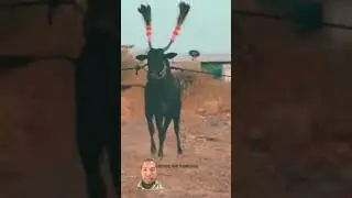 Indian Khillar prime \\kapil Khillar #cow #khillar #cattle #bailgadasharyat