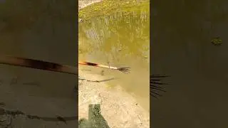 Tata fishing time #foryoupage #viral #Amazing #fish #viralreels #reelsfypシ #fishing #reelsviral