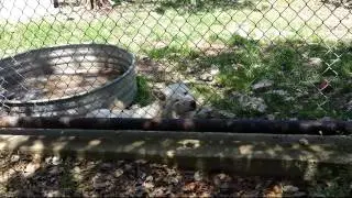 Austin Zoo Vlog