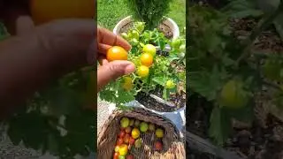 Last Summer's Cherry Tomatoes Harvest was everything!! #growvegetables