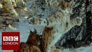 Wildlife photography exhibition at the Natural History Museum &ndash; BBC London