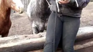 How to Bridle a difficult horse