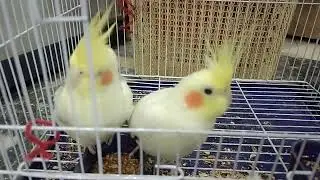 Beautiful cockatiel pets 