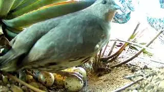 Gambel's Quail nesting in Tucson, Arizona: Leaving for breakfast
