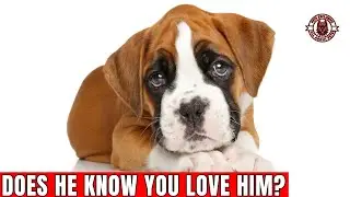 8 Signs Your Dog Actually KNOWS You Love Him