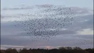 Starlings @ Ripon 2022   1080WebShareName