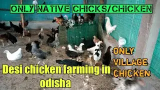 desi chicken farming in odisha,Only native chicken farming in odisha,local village chicken farming