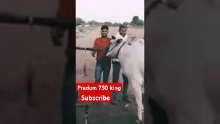 pat #Premi #sarju# nata# kathi #Sher#pradum#750#king#subscribe