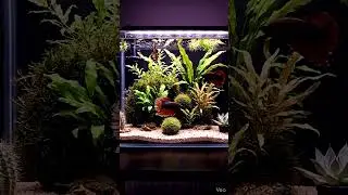 Beautiful Betta Fish in color Coffee & Chocolate