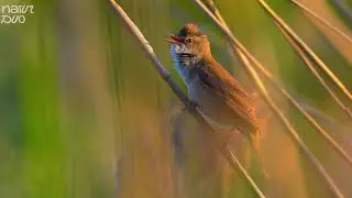One Of The Most Beautiful Bird's Song - Great Reed Warbler Singing It's Heart Out