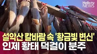전국 생산 80% '인제 황태'…삼중고에 휘청이는 농가ㅣ#헬로tv뉴스