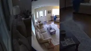 Bull Army Crashes Living Room!