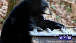 Maine wildlife biologist shares tips to avoid nuisance bear encounters