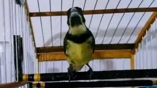 CANTO TUI TUI ZERO ZERO LIMPO O MELHOR PARA PAPA CAPIM PEGAR 
