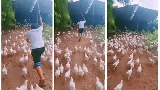 Absolutely this video make your day brighter than brighter #instagram #instagramreels #tiktok