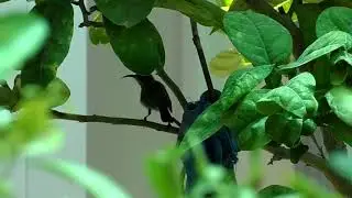 Палестинская нектарница. Palestine sunbird. צופית בוהקת