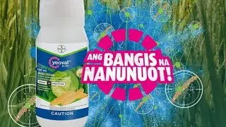 How To Apply Yeoval 200SC INSECTICIDE