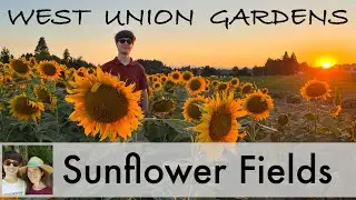 Visit Sunflower Gardens in Oregon for a Summertime Stroll Among Towering Blooms!