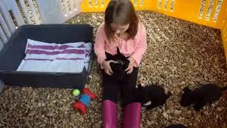 Scottish Terrier Pups for the New Year 2018