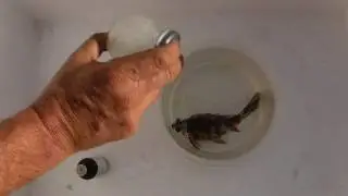 How to Euthanize a Fish with Clove Oil