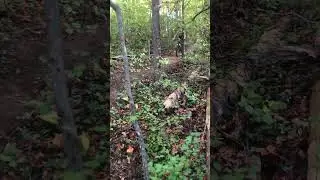 Nature table top