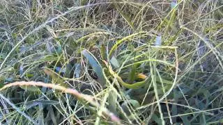 Ultra Pro X Adventure Cam 4 Outside Test