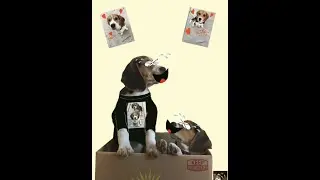 Joke Time #3 - Ollie, where did you get that nice shirt?!!!