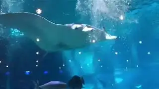 Manta Rays And Trixie the Whale Shark
