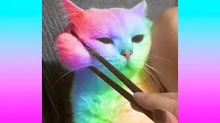 Oddly Satisfying Video that Relaxes You Before Sleep - Most Satisfying Videos 2020